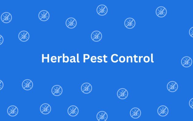 Herbal Pest Control - Pest Control Experts in Rohini Delhi - Rodent Control Services in Delhi