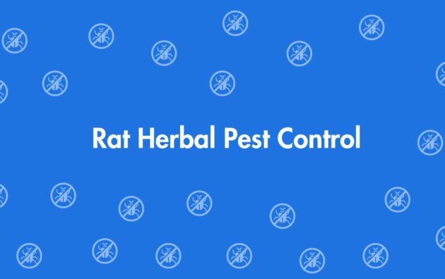 Rat Herbal Pest Control - Pest Control Services in Dwarka, Delhi - Pest Control Experts in Delhi